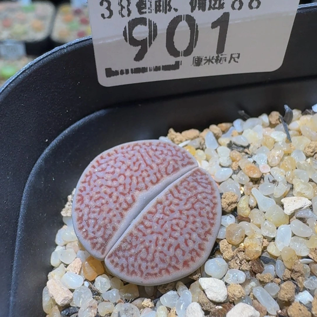 Ssss精品生石花901