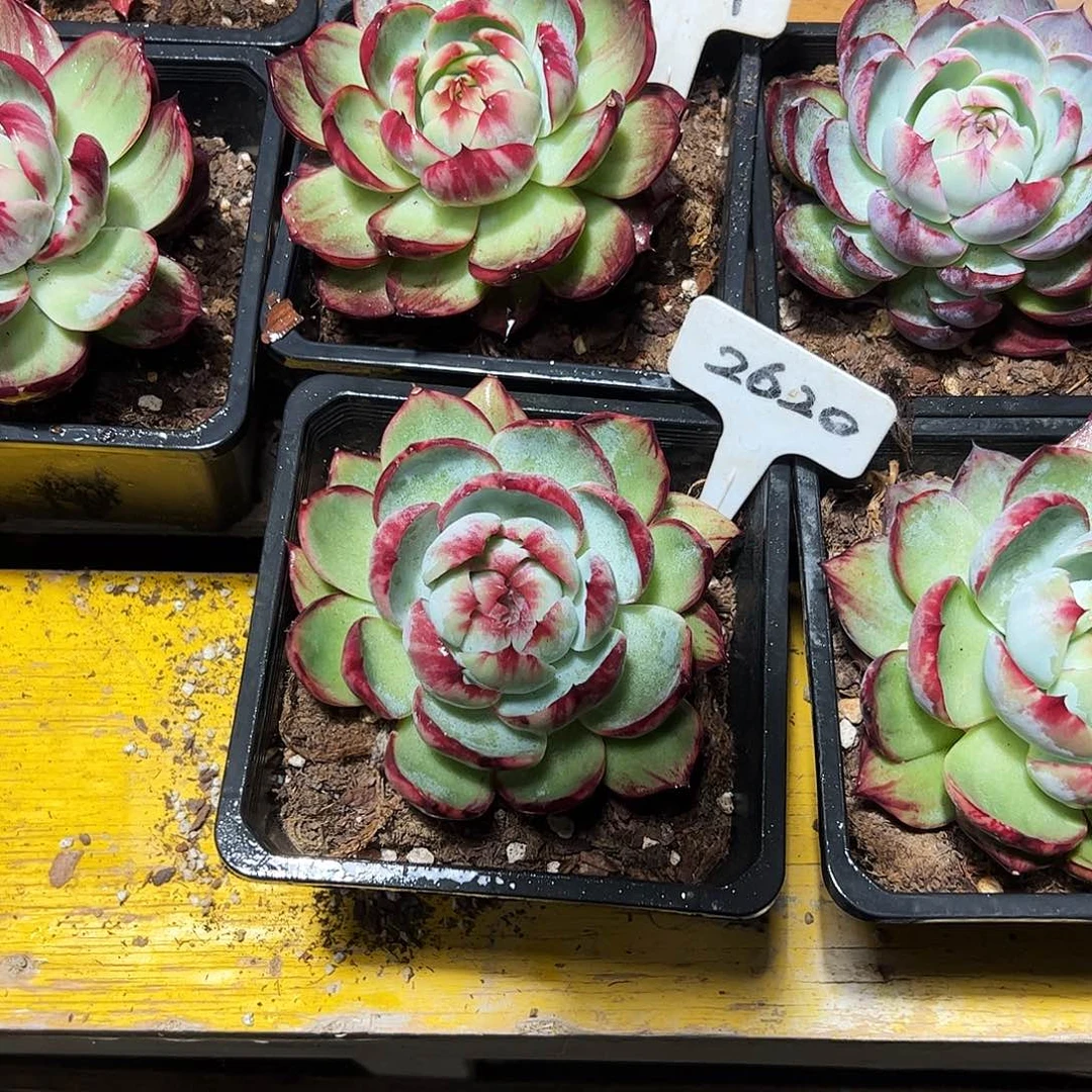 惠***容惊鸿仙子2620.3087号有瑕疵介意勿拍