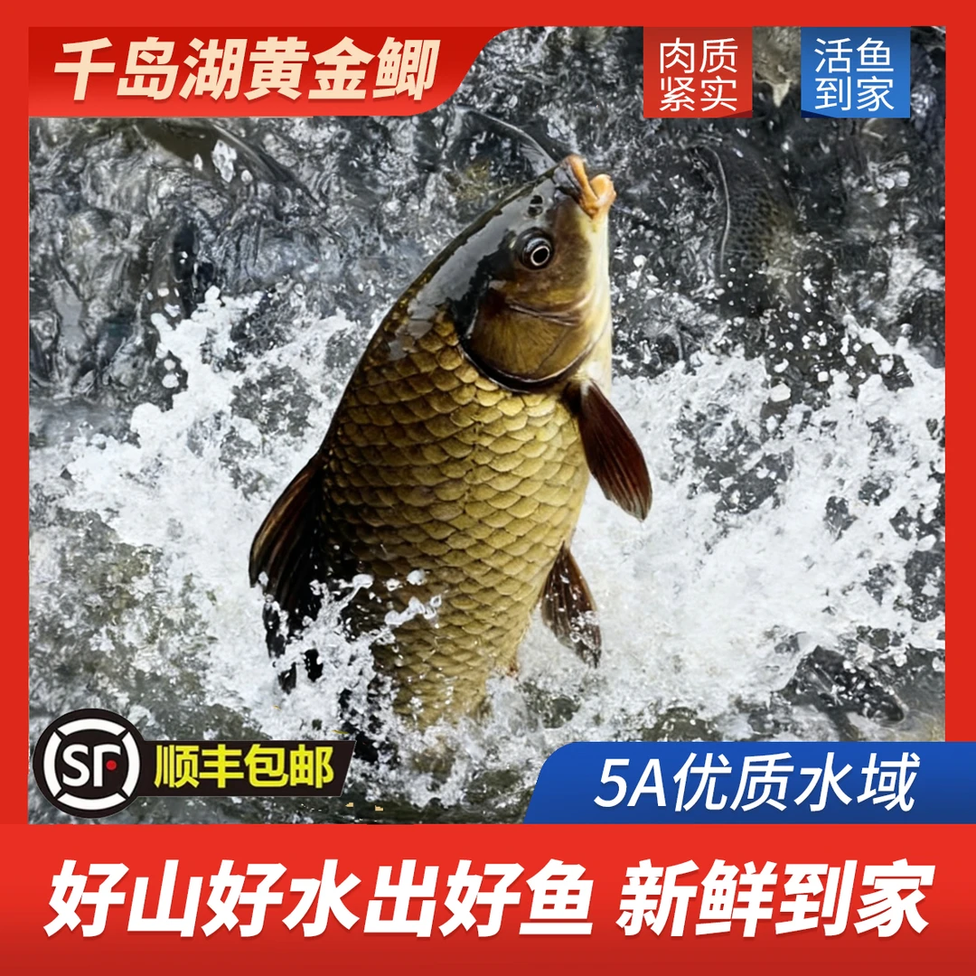【五福临门】千岛湖生态黄金鲫鱼活鱼现捕捞送货上门300g-400g/条
