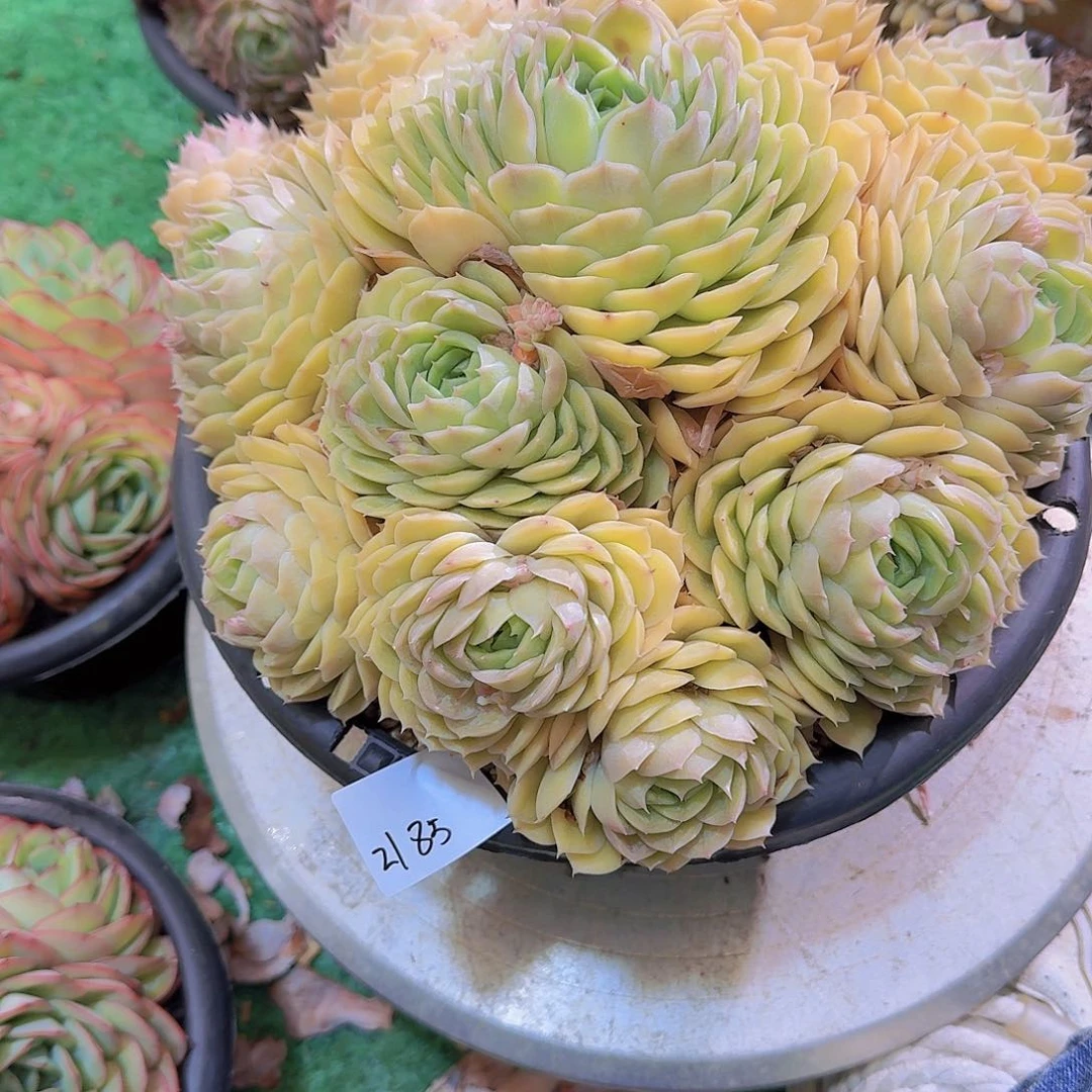 有*天2185昂斯诺多肉植物