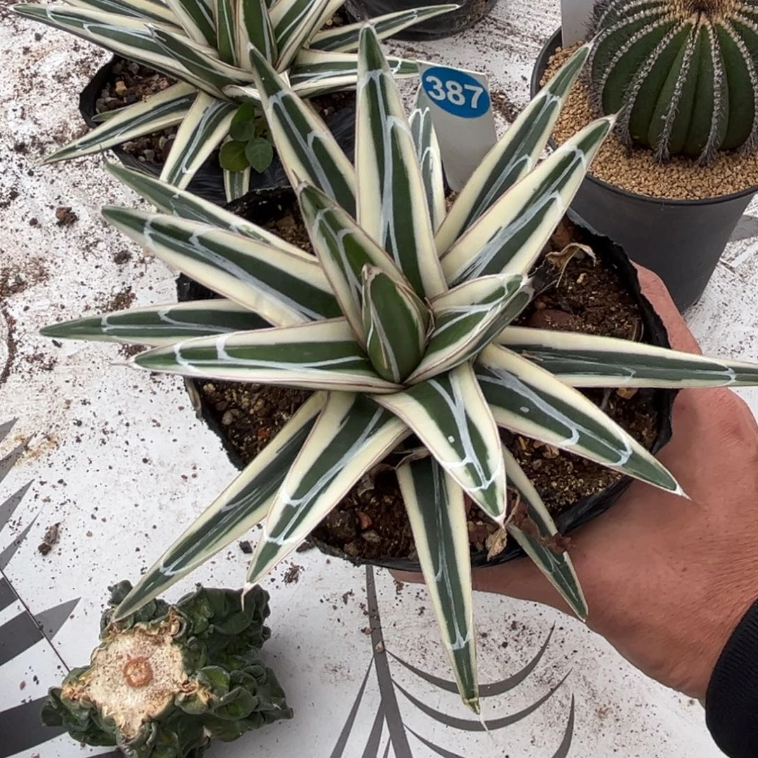 387龙舌兰冰山脱土发货