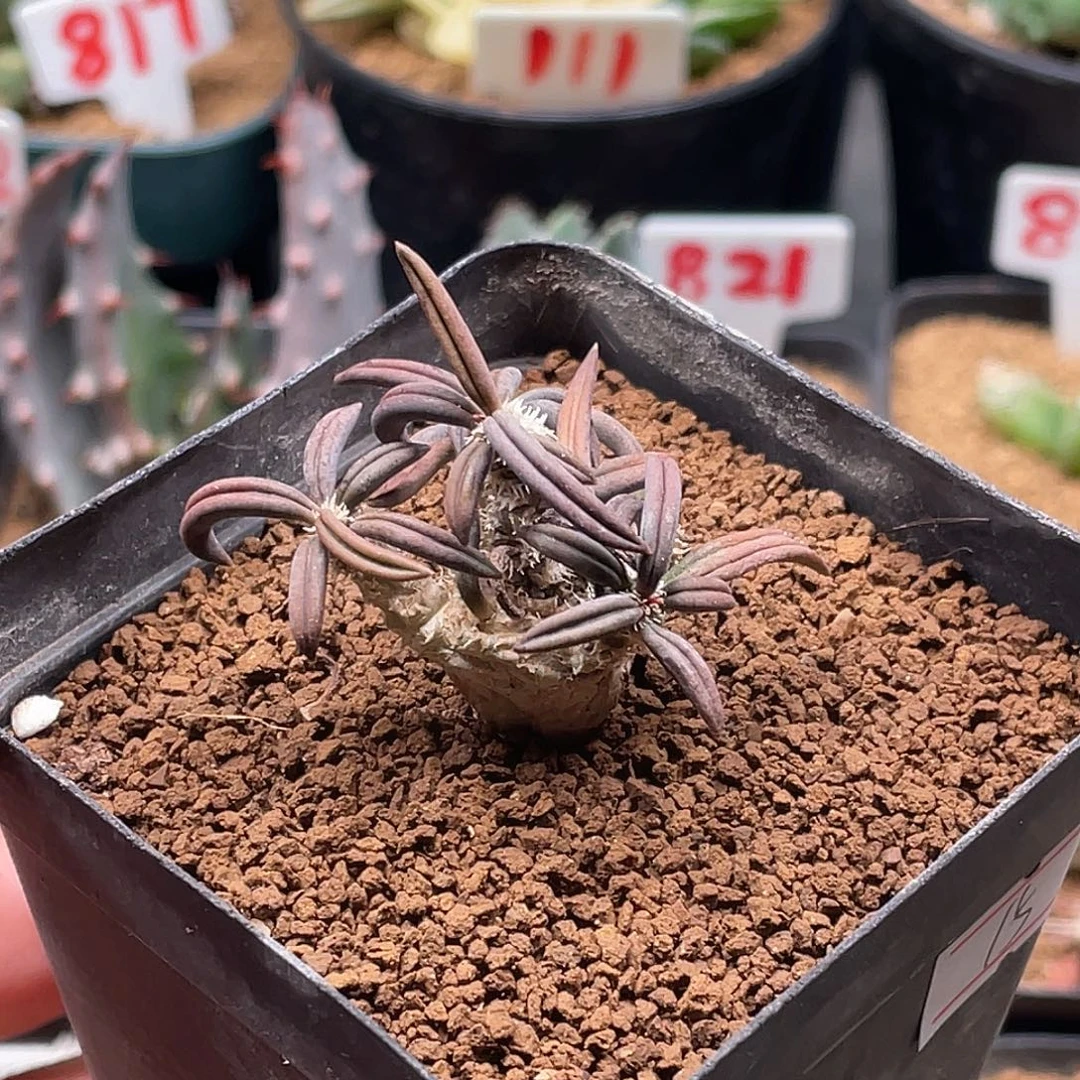 实生雀舌麒麟大戟