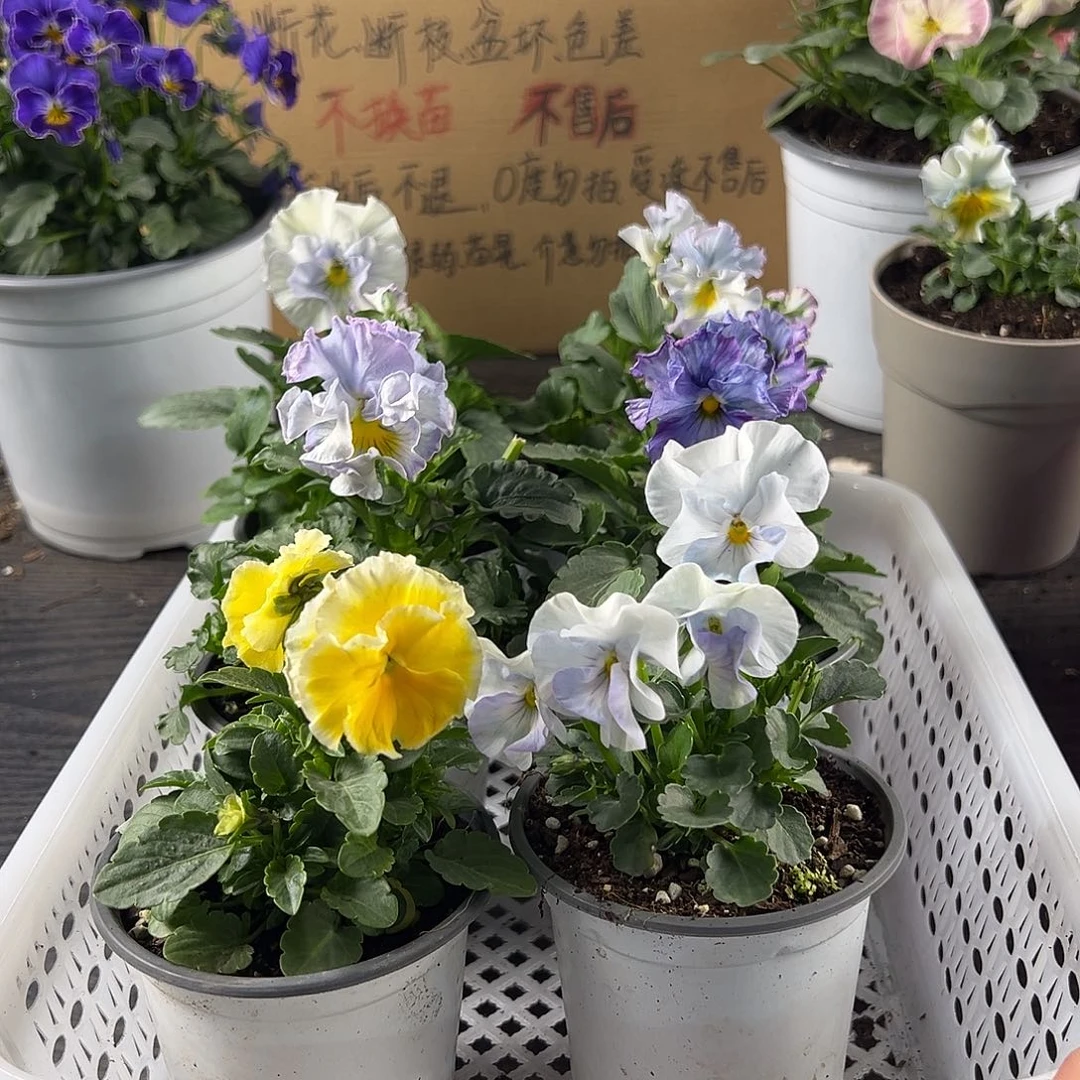 大部分花苞少量开放124号