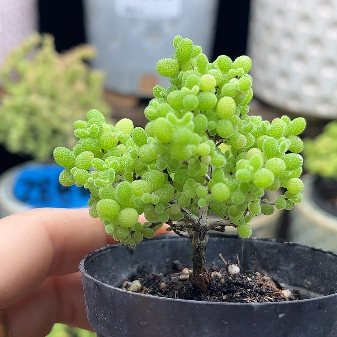 34蜜桔糖球优选枝干