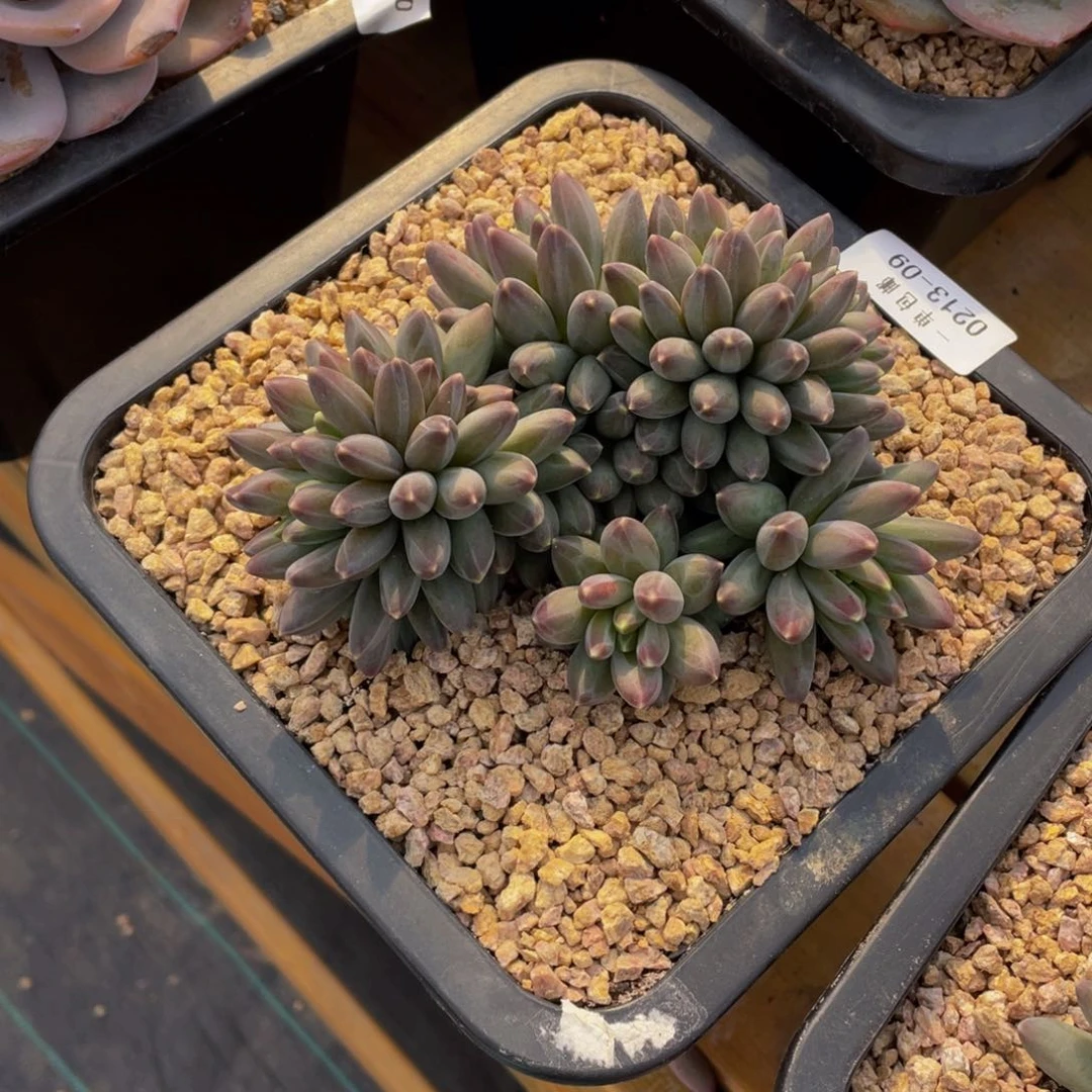 Q*0213-09-伊卡路斯。。。。。