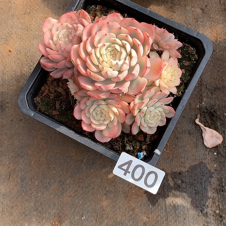 400锦一物一拍多肉