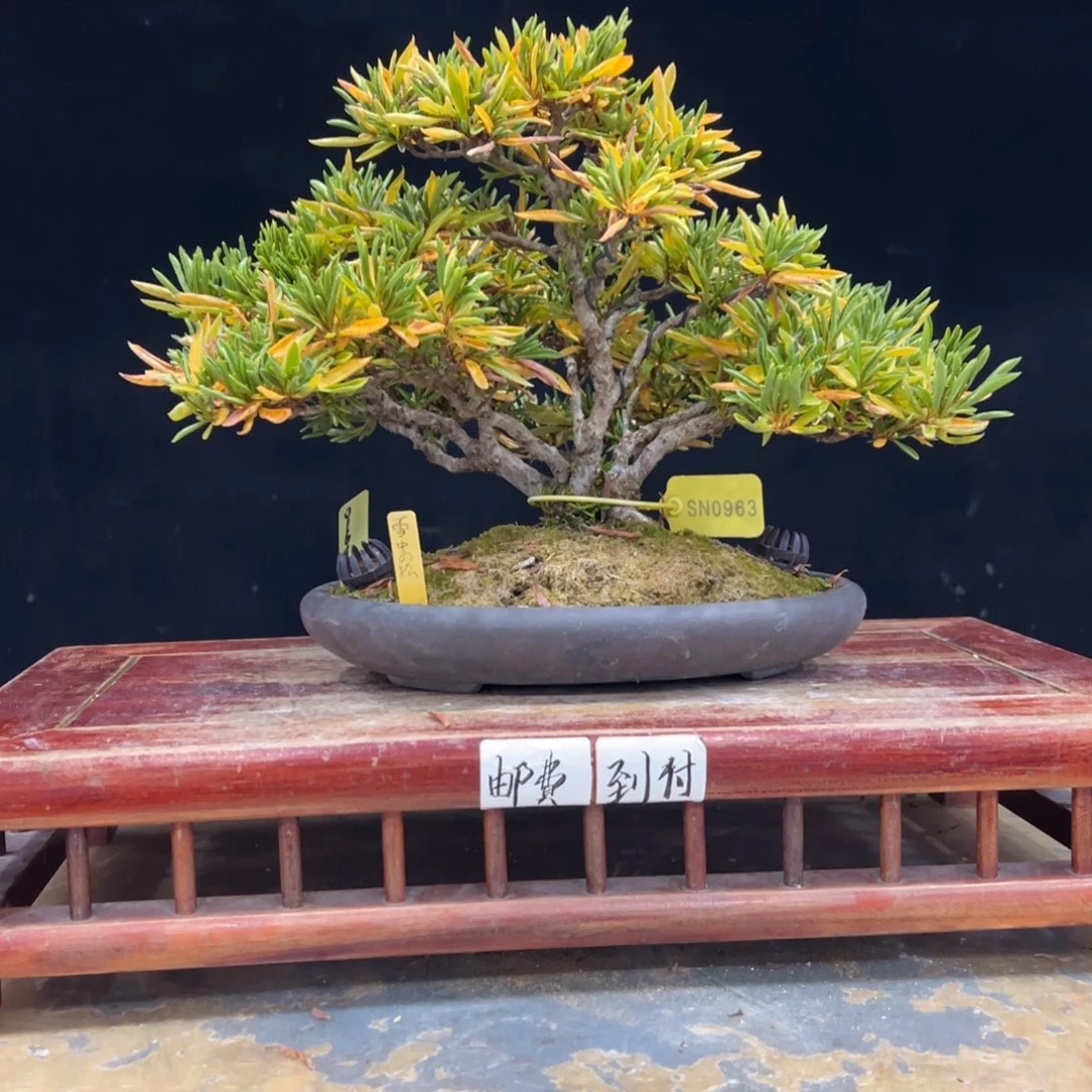 ？***？完全开放杜鹃花的诗作是