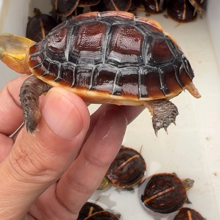 母绿毛龟暗**托啦啦了啦