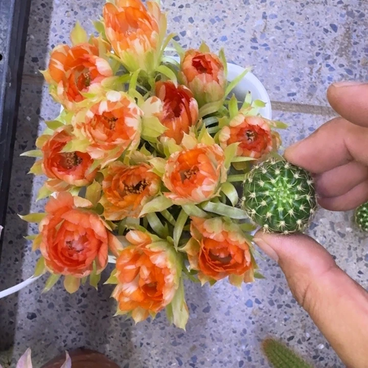 38丽花柠檬玫瑰歪2到3公分左右无根侧牙小