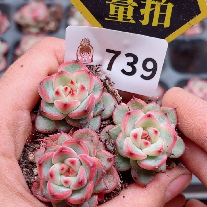 多肉植物多肉植物