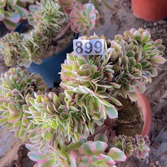 爱***正多肉植物一个女巫追
