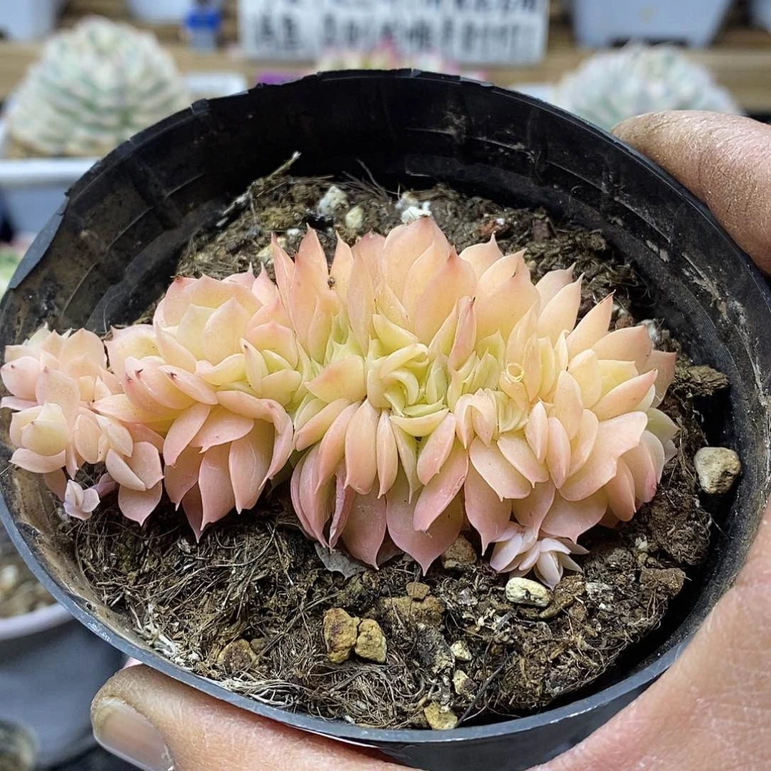 3091 星纳塔缀化