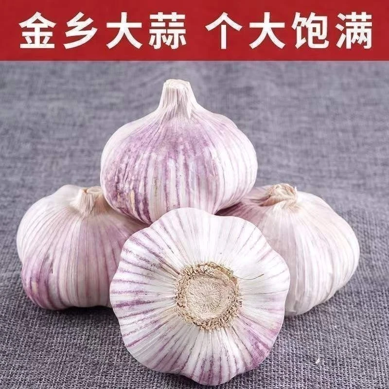 （足干紫皮大蒜）新鲜干大蒜香辣大蒜头干蒜3斤蒜头干大蒜头
