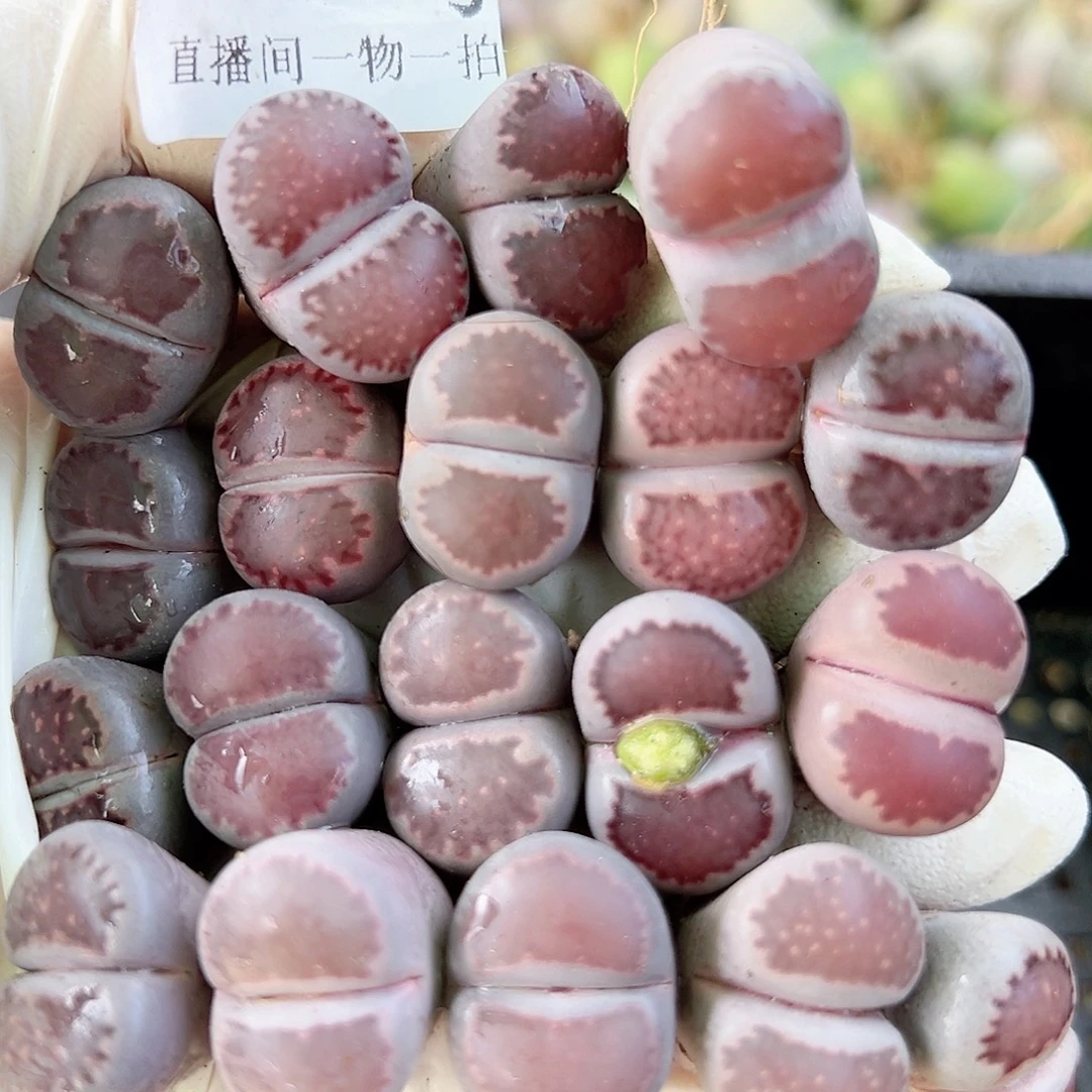 8538 好养易活生石花大母本19个