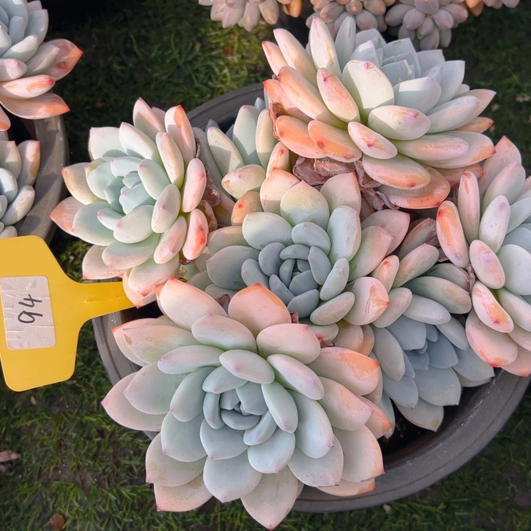 福利来啦打榜啦打榜啦