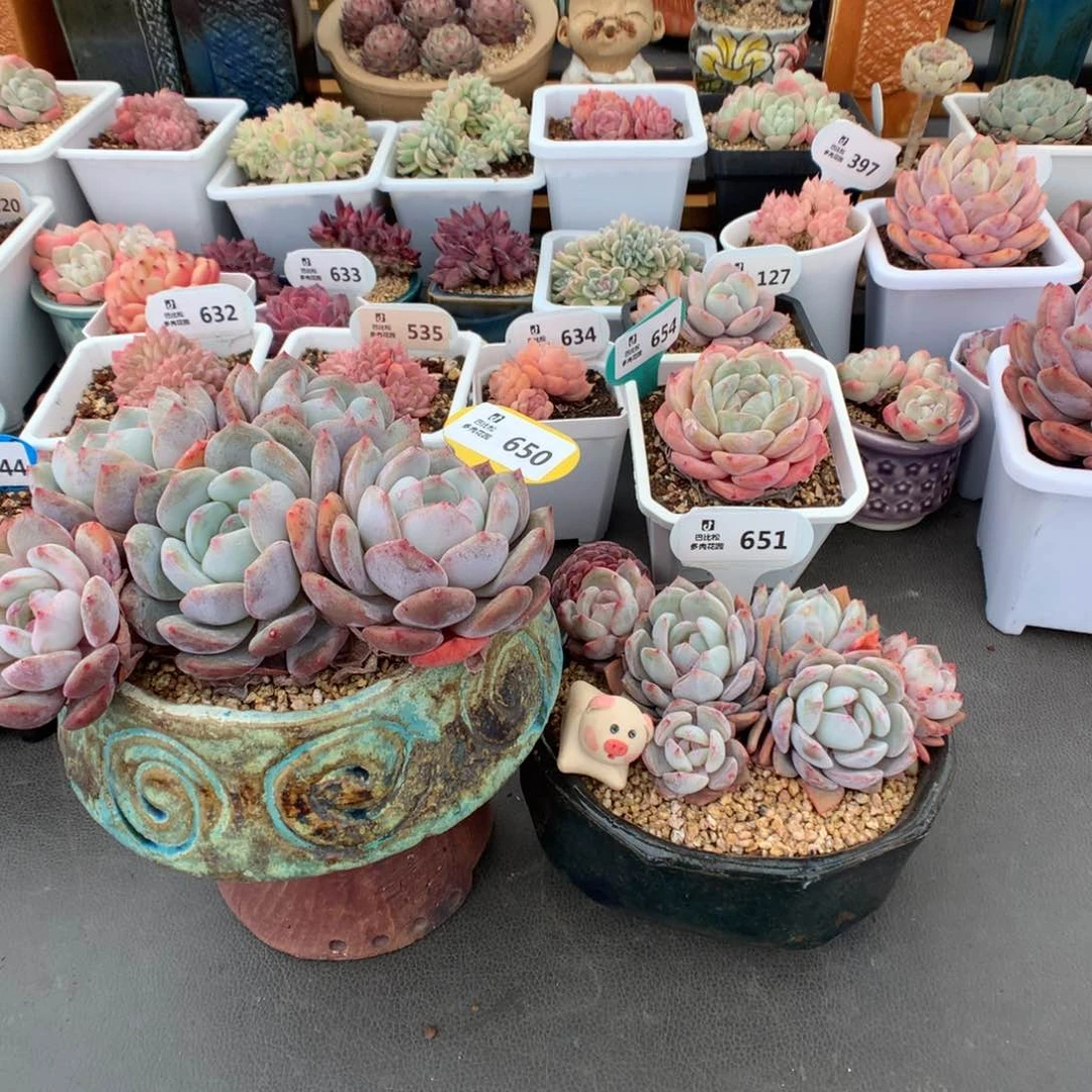 反*序650-651 橙子星影