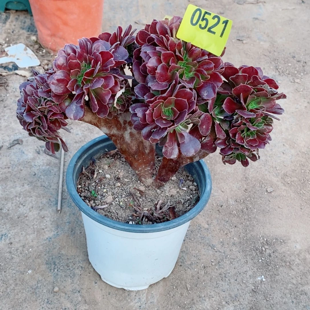 噢紫缀多肉法师0521