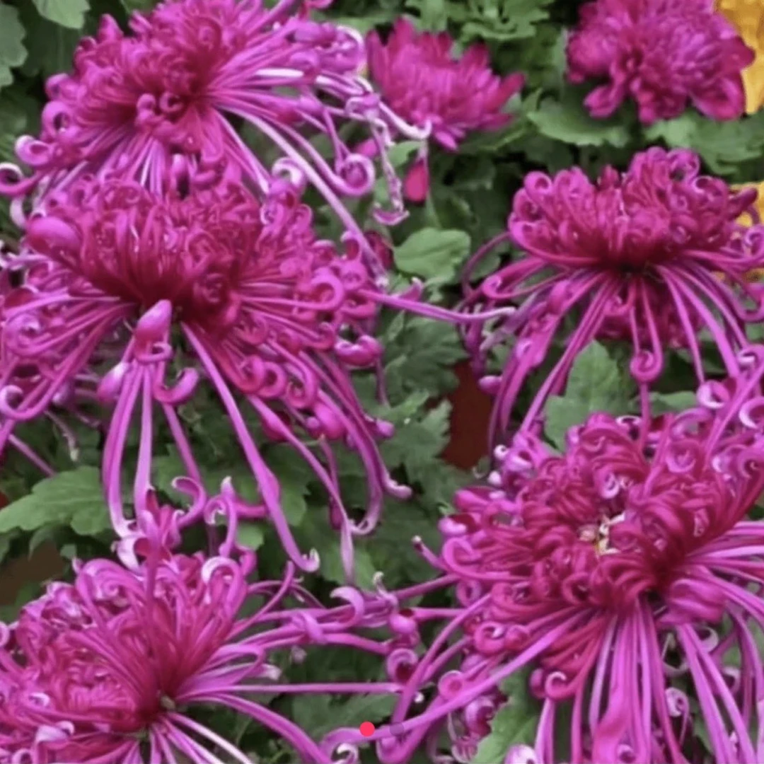 九月大花菊《紫霞仙子》（带花苞）菊花大苗 拉丝大花菊