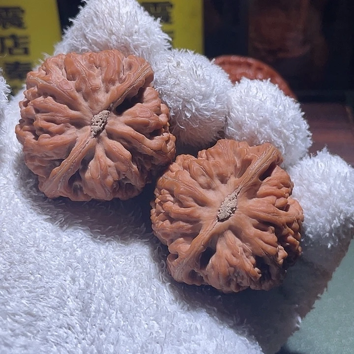 小***贝41有货满肉三角粗筋核桃