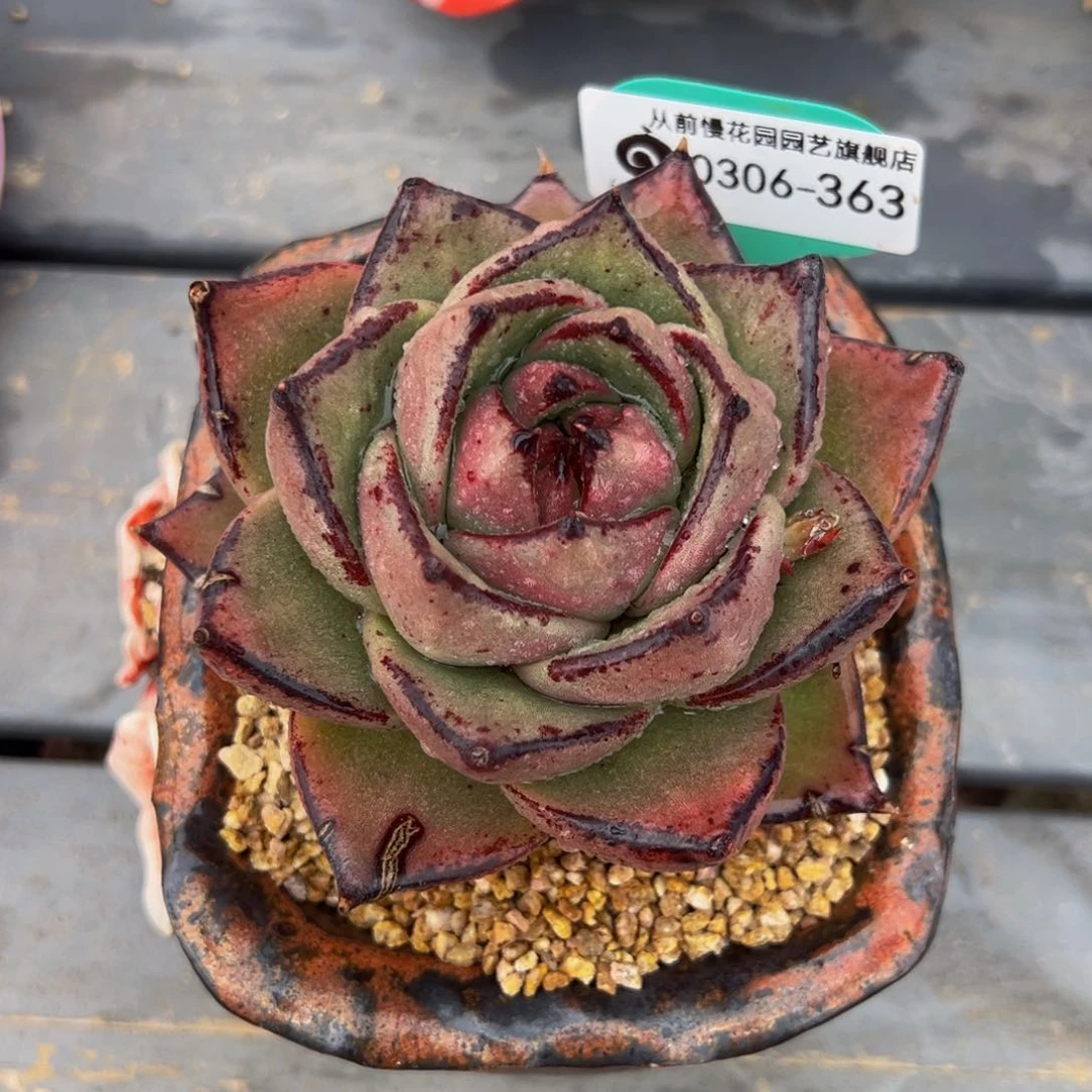 从前慢多肉精选编号0306.363