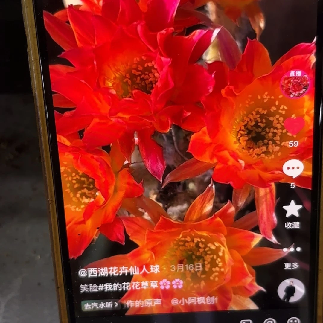 笑脸丽花侧牙20包邮仙人球7