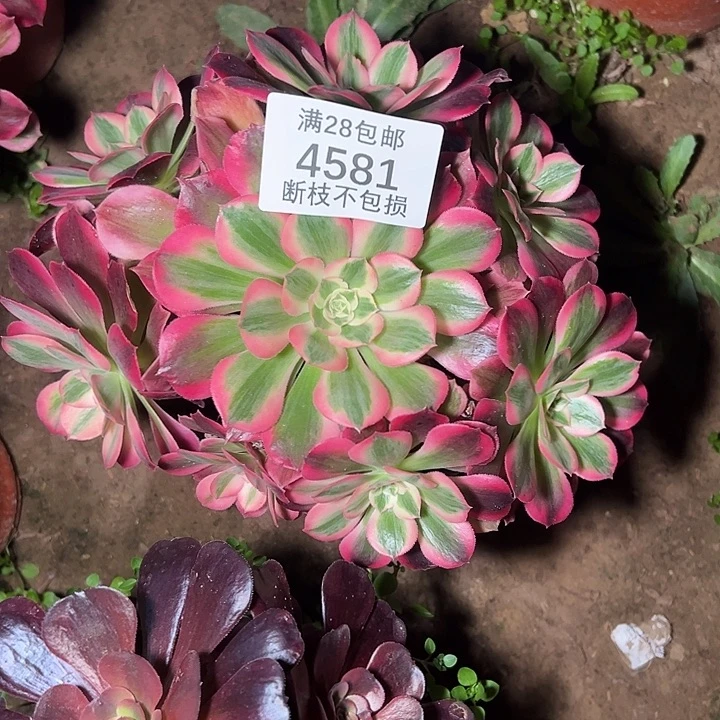 4581红女郎多肉植物