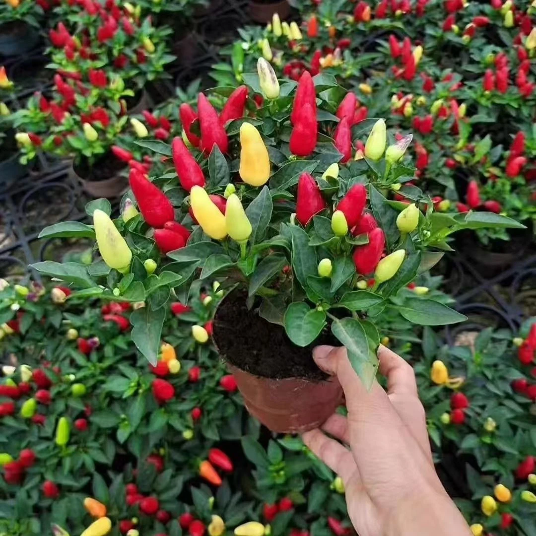 五彩椒盆栽多年生小辣椒七彩椒阳台庭院绿植花卉可食用观赏带花苞