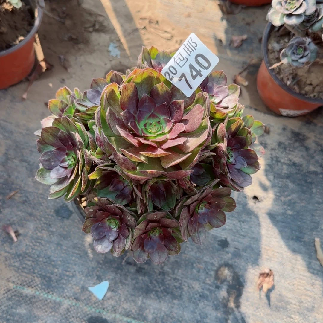 黑魔740满20包邮断枝不包