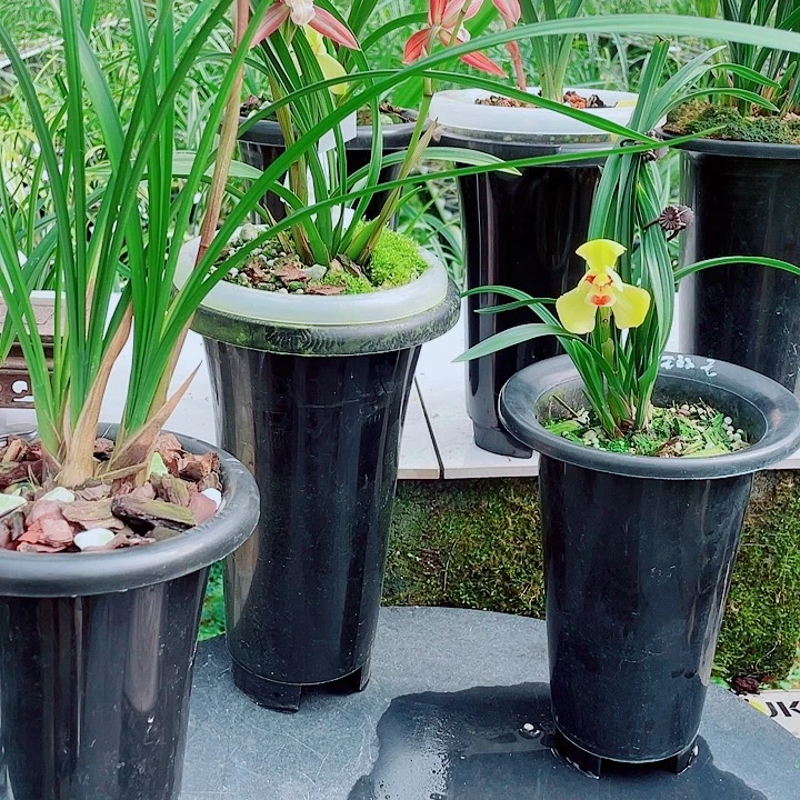 梅***。完全开放一物一漂亮开