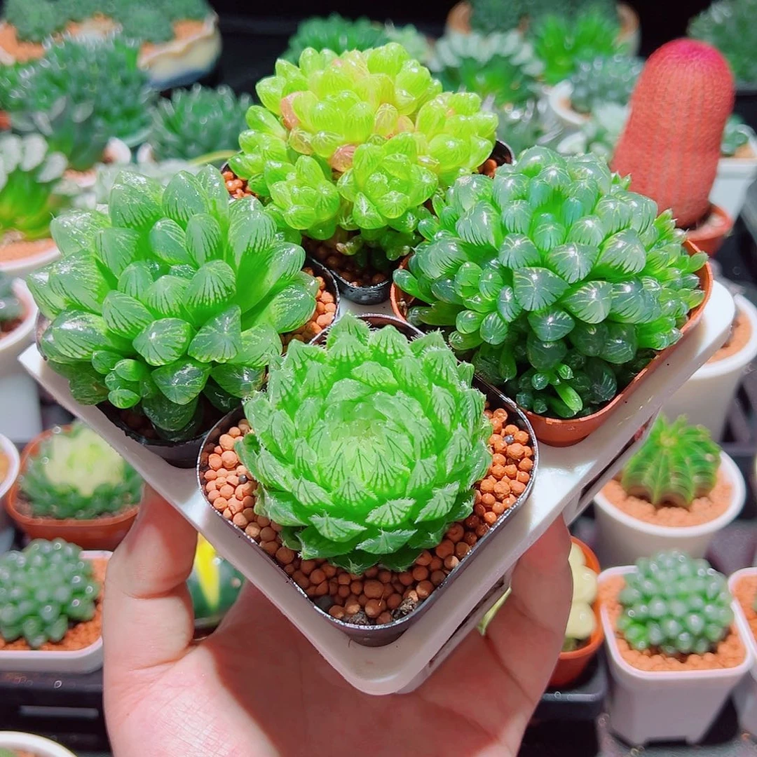 樱水晶姬玉露群雪花水晶草原盆土