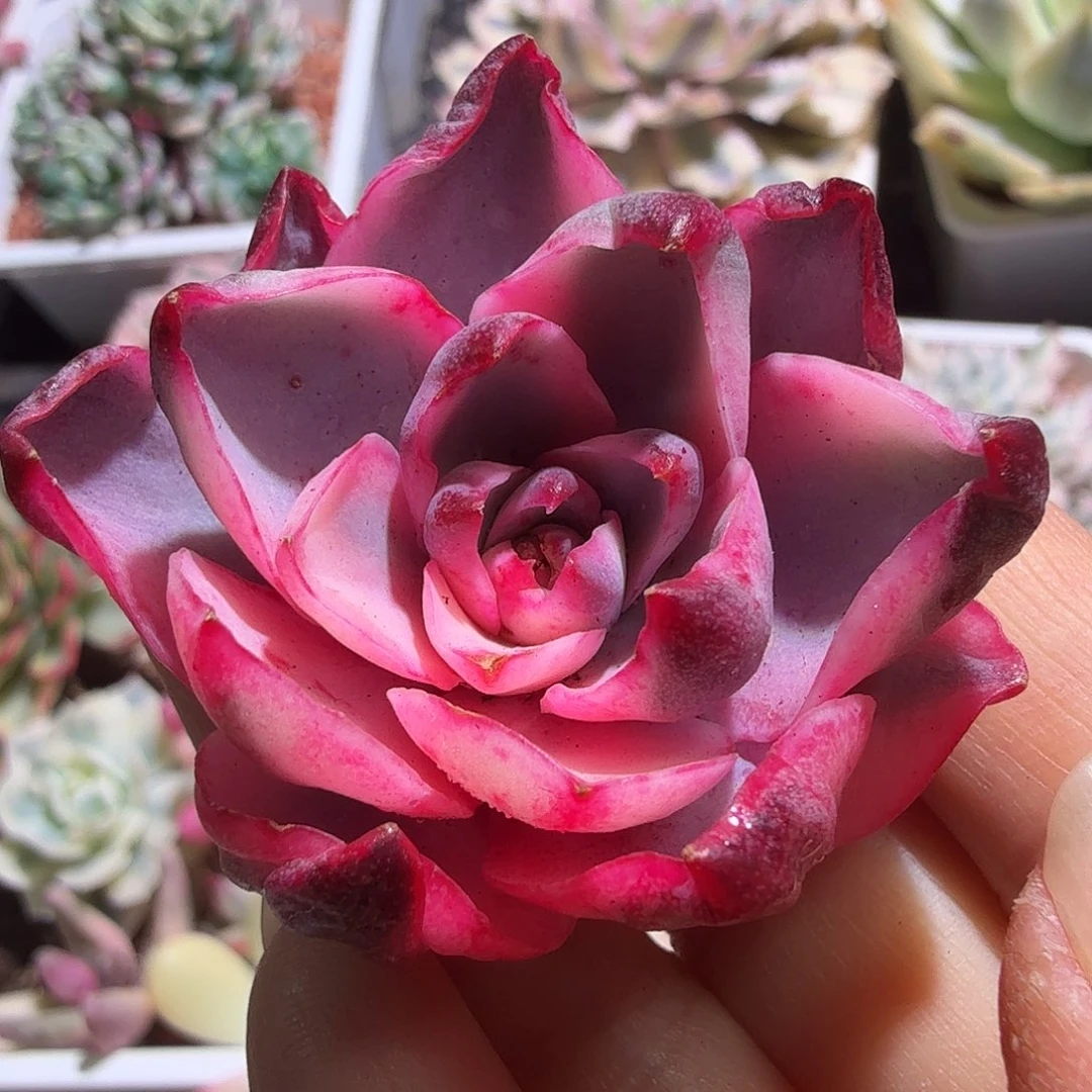 赫拉锦，头盖无根。