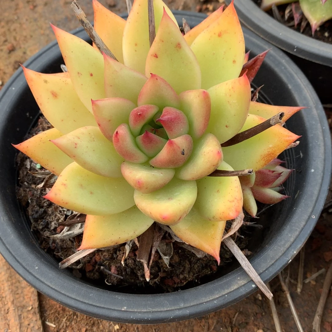 群生断枝不包售后