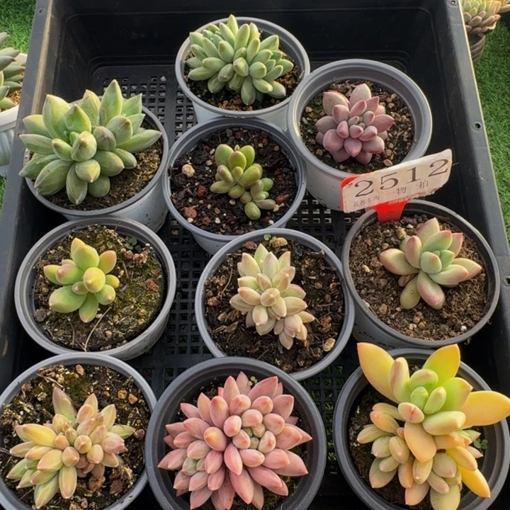 2512多肉植物一物一拍