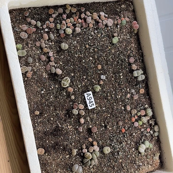 生石花945石花整筐脱土发货