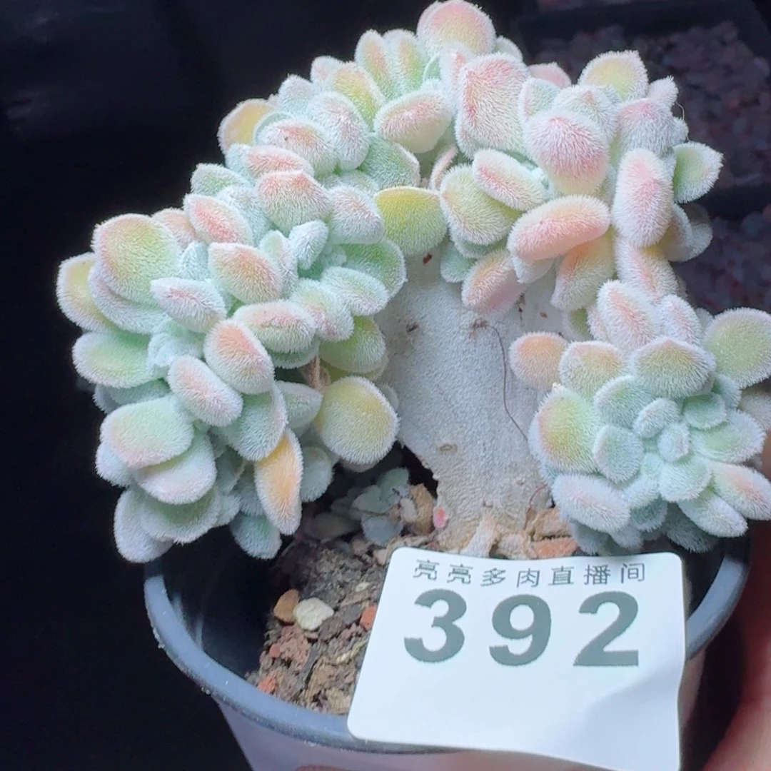 雪晃星树桩缀化      愿你一路坦途，乘风破浪展宏图