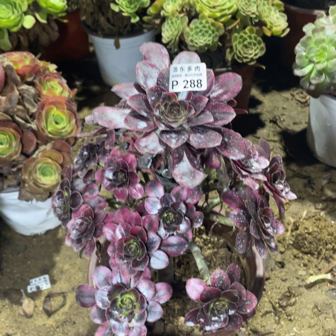 288花福蝶多肉法师断枝不包