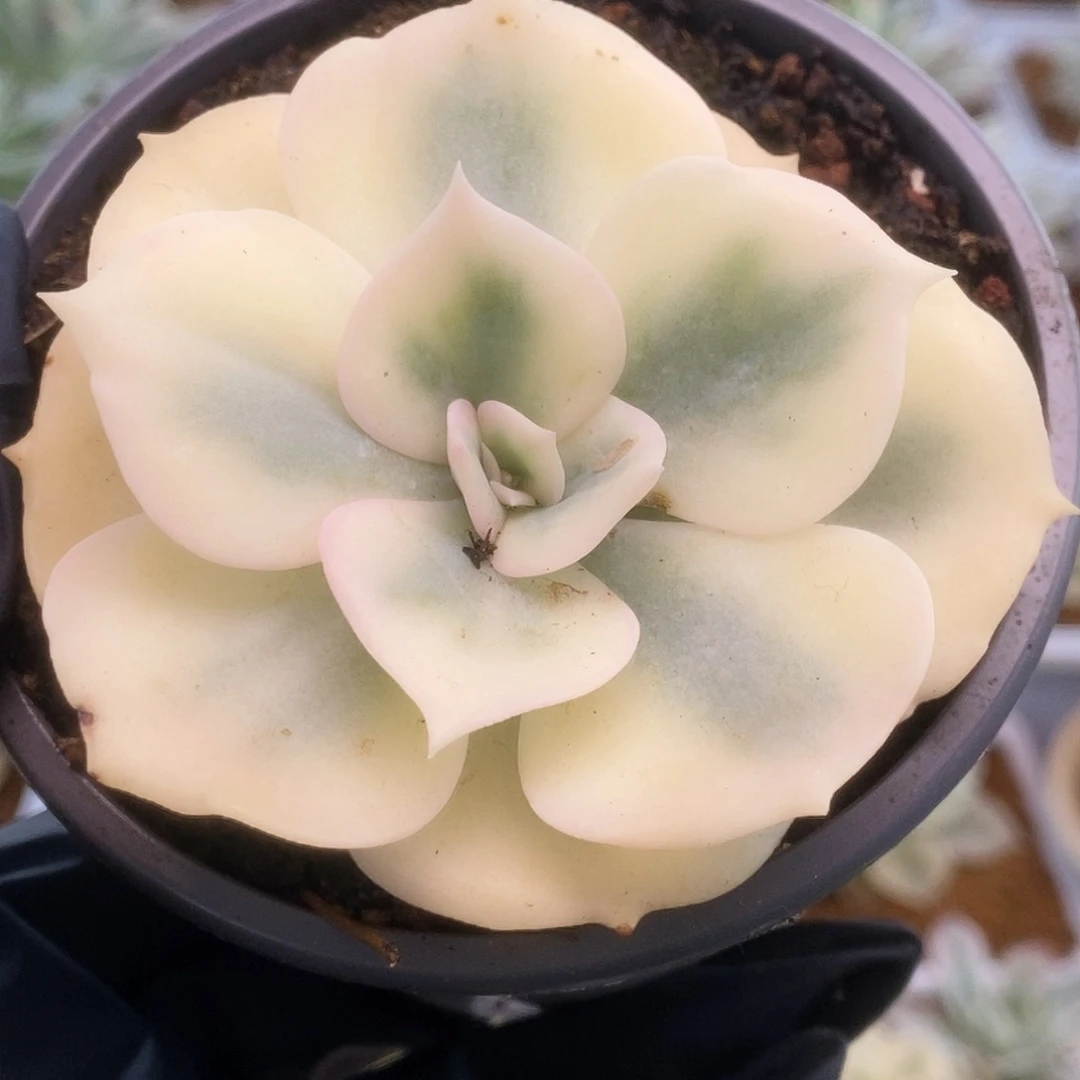 056双子座锦锦锦锦锦锦锦