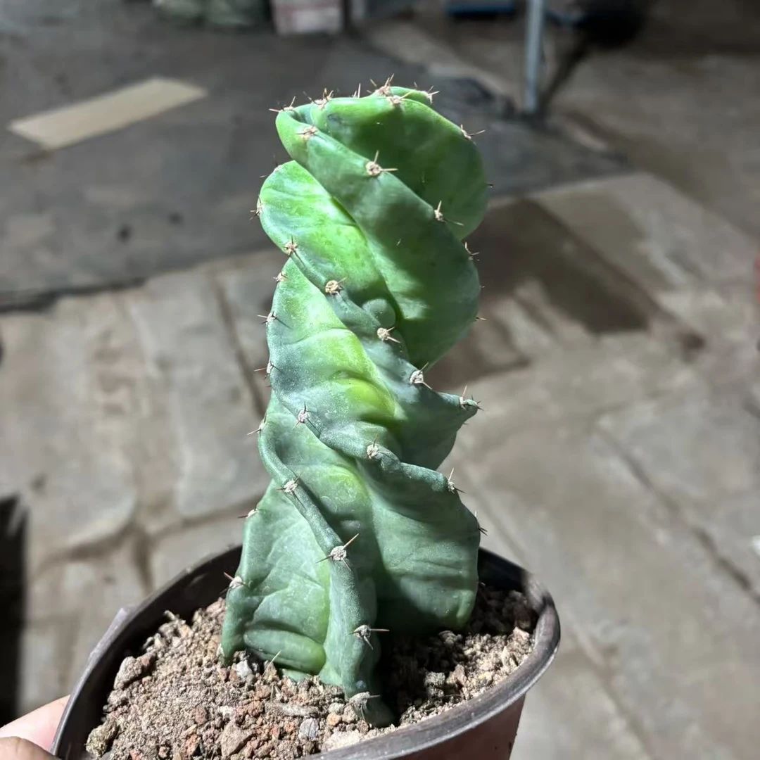 龙卷风15cm起   仙人球夏型种绿植盆栽桌面阳台办