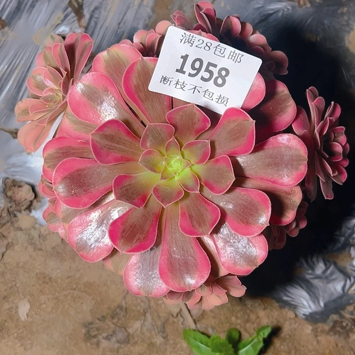1958美杜莎多肉植物