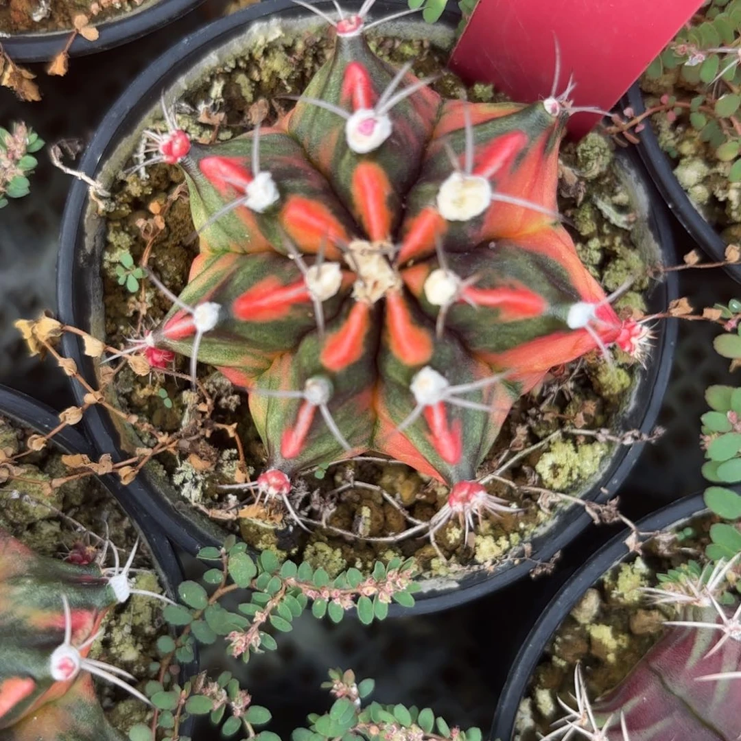 29-0103泰国发货多肉