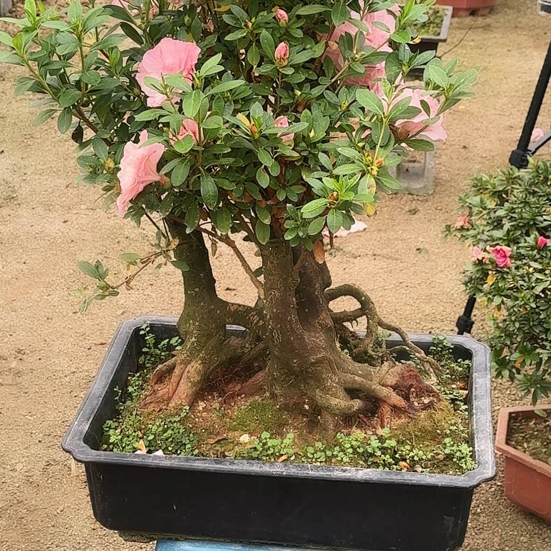 风***光无花朵杜鹃盆景老桩