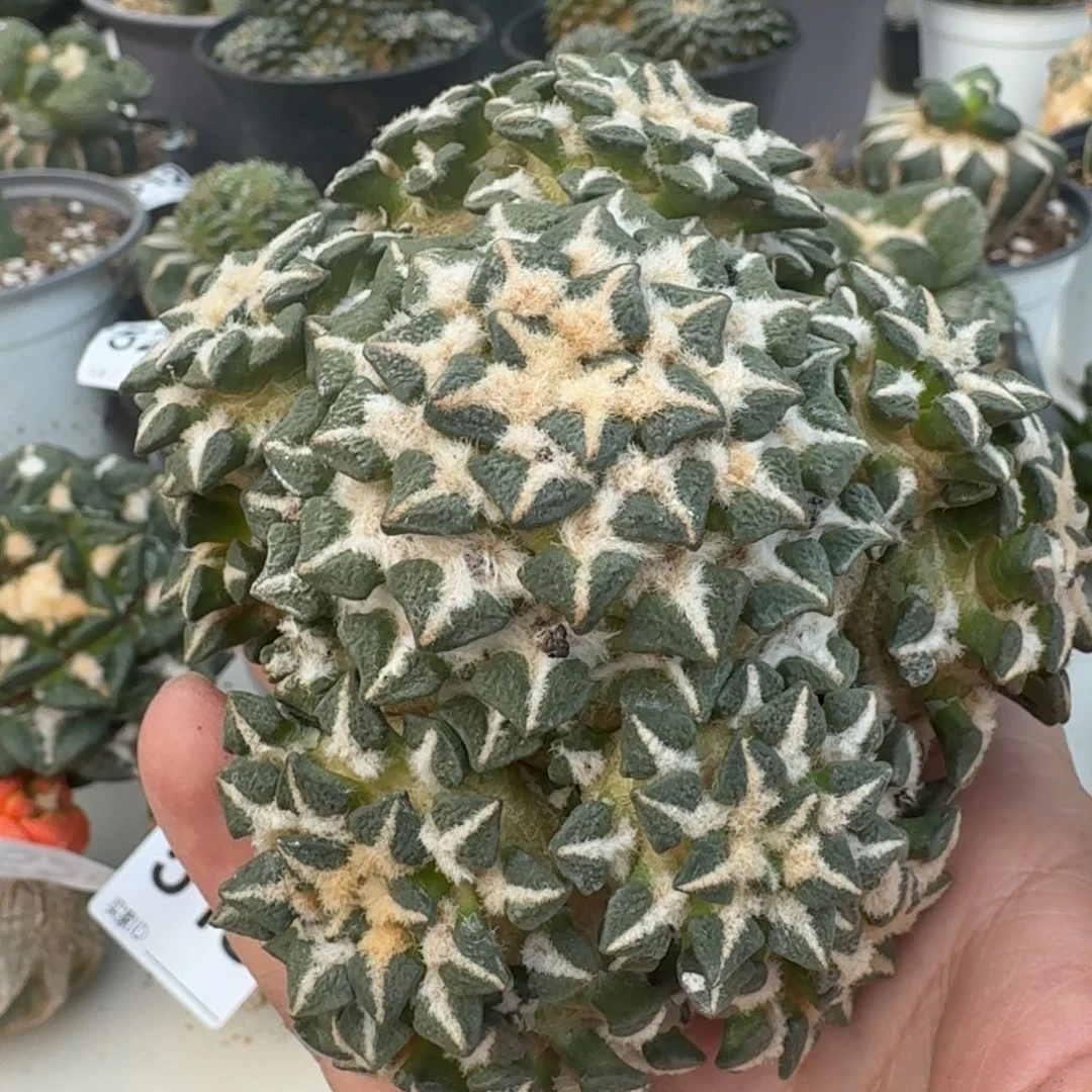 【闪购商品】落地群头黑晾好发货
