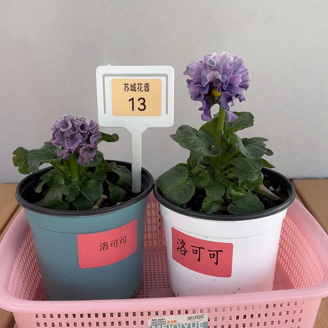 大部分开放少量花苞13