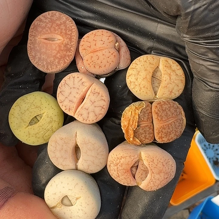 生石花11111111317