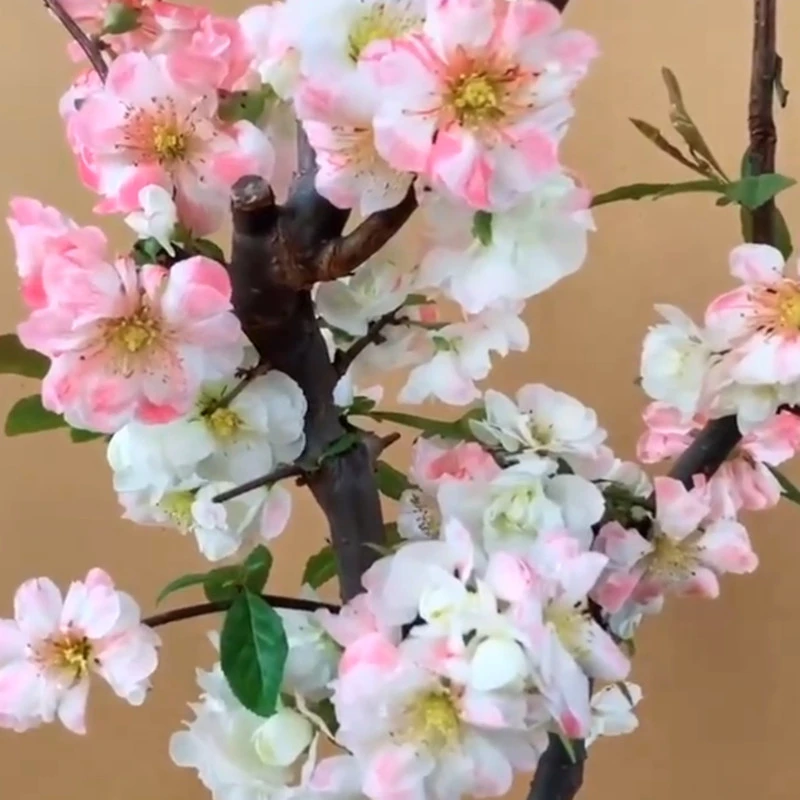 原生 小花彩玉海棠花  带花苞