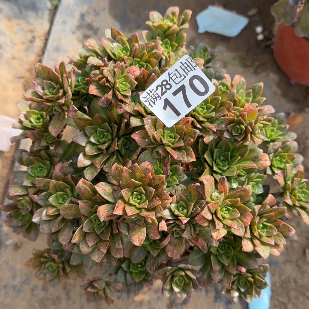 花茶多肉170满28包邮断枝不包