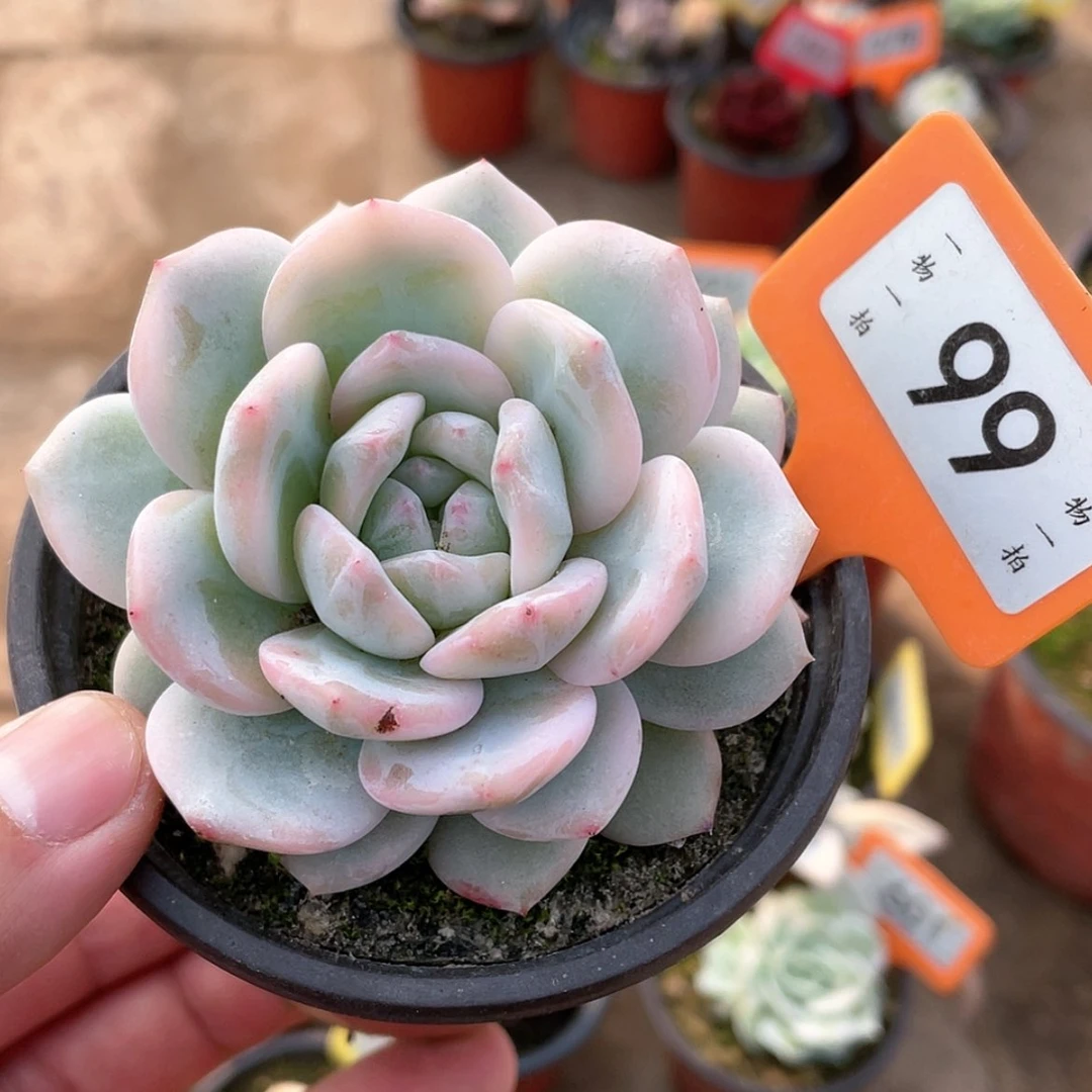 【闪购商品】99号的