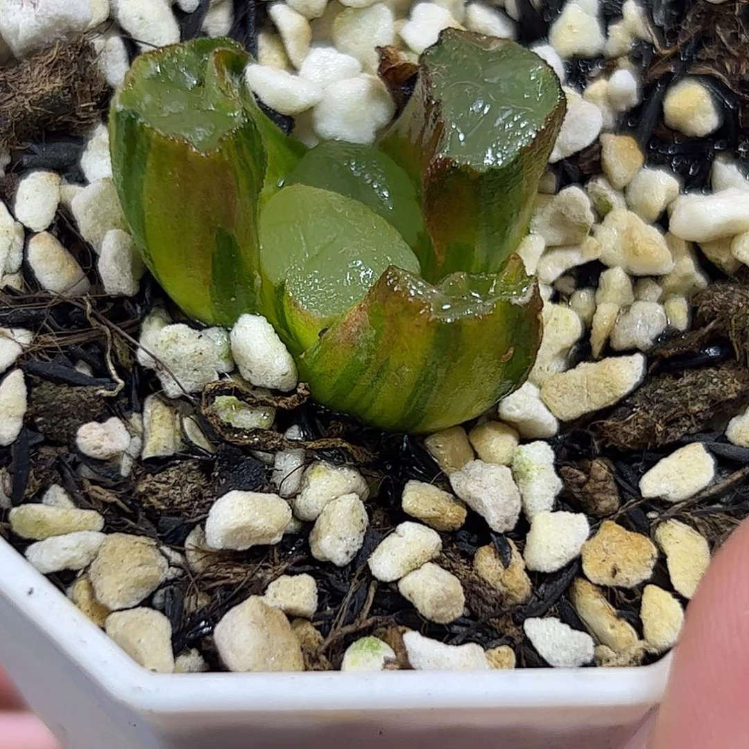 紫镜锦十二卷多肉植物015