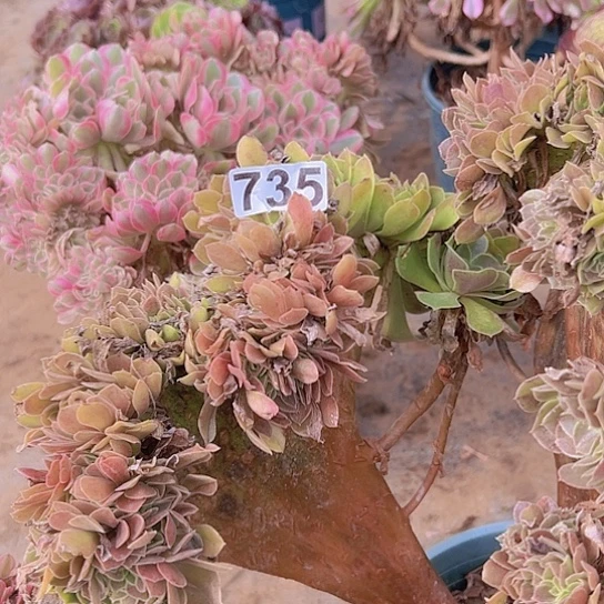 段***）多肉植物一个法师