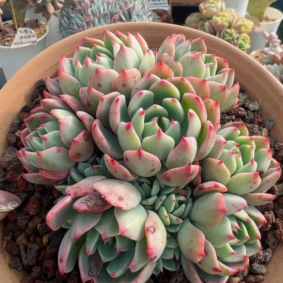 1948一物一拍（满28包邮